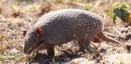 Southern naked-tailed armadillo Southern nakedtailed armadillo Mammals Insectivores Pinterest