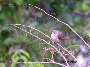 Southern nightingale-wren More on Microcerculus