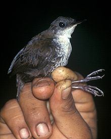 Southern nightingale-wren httpsuploadwikimediaorgwikipediacommonsthu