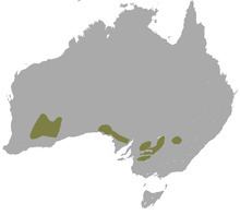 Southern ningaui httpsuploadwikimediaorgwikipediacommonsthu