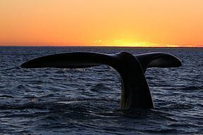 Southern Ocean Whale Sanctuary httpsuploadwikimediaorgwikipediacommonsthu