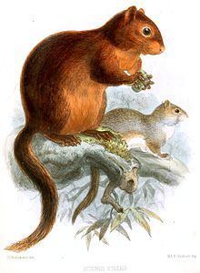 Southern Palawan tree squirrel httpsuploadwikimediaorgwikipediacommonsthu
