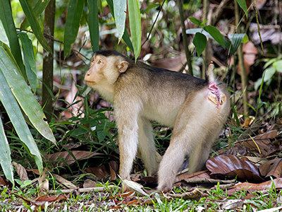 Southern pig-tailed macaque Sunda Pigtailed Macaque Macaca nemestrina