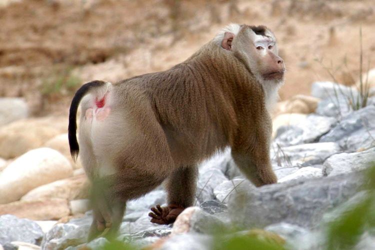 Southern pig-tailed macaque Southern Pigtailed Macaque Macaca nemestrina Wiki