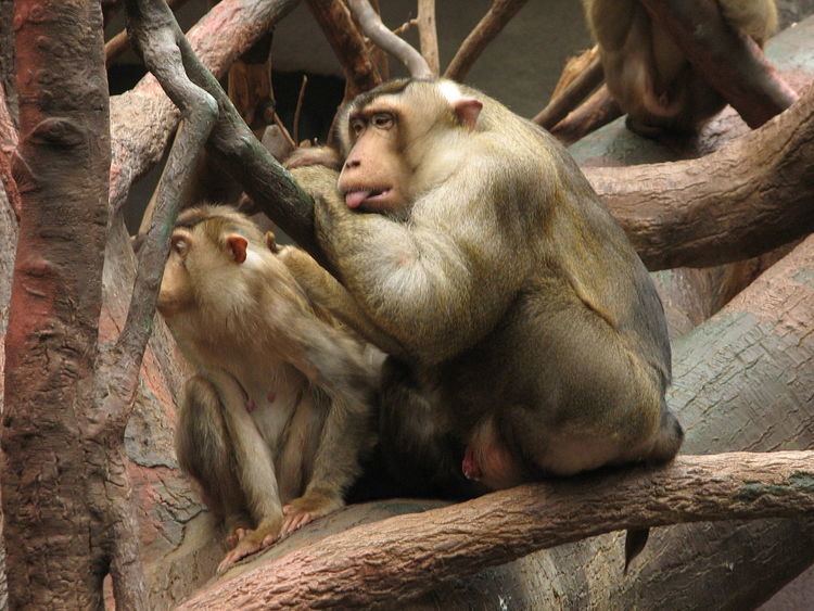 Southern pig-tailed macaque httpsuploadwikimediaorgwikipediacommonsthu