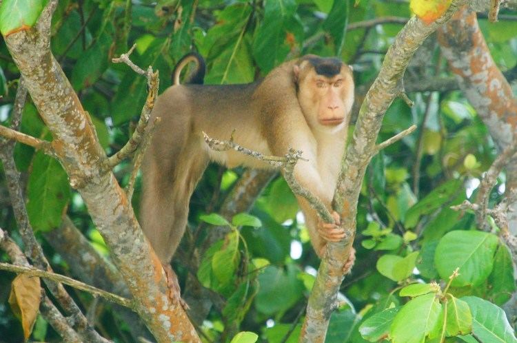 Southern pig-tailed macaque Southern Pigtailed Macaque in Desaru Malaysia My Nature Experiences