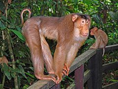 Southern pig-tailed macaque Southern pigtailed macaque Wikipedia