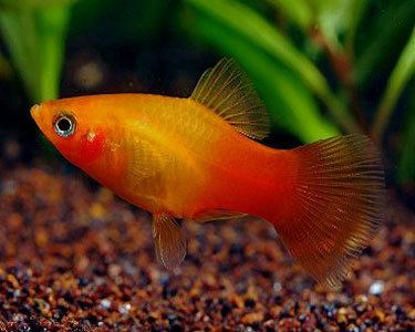 Southern platyfish Xiphophorus maculatus Southern Platy Fish Information PlatyFish for