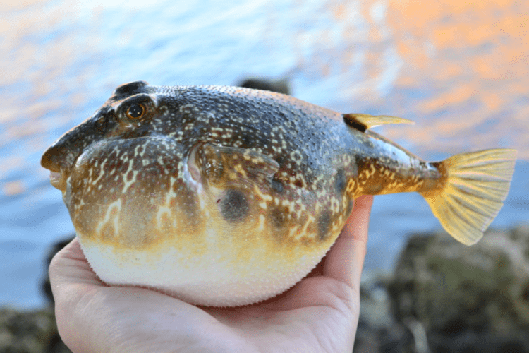 southern-puffer-ffb1f006-3ab8-4bcf-a0bf-be1828a9271-resize-750.png