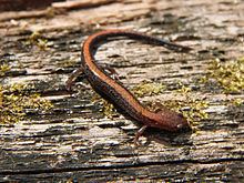 Southern red-backed salamander httpsuploadwikimediaorgwikipediacommonsthu