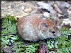 Southern red-backed vole Redbacked Vole