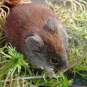 Southern red-backed vole Redbacked Vole Facts NatureMapping