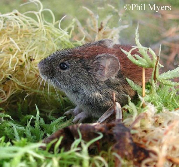 Southern red-backed vole wildlifeohiodnrgovportalswildlifeSpecies20an