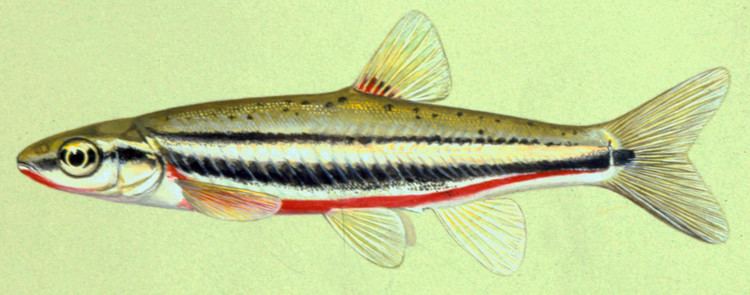 Southern redbelly dace BioNet Southern Redbelly Dace Species Overview