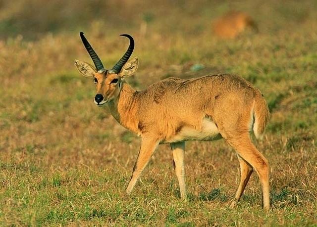 Southern reedbuck Vaalkrans Rare Game Breeders Southern Common Reedbuck