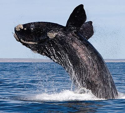 Southern right whale Southern Right Whale Facts and Pictures Australian Animals