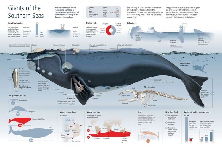 Southern right whale Southern Right Whale Visually