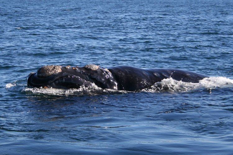 Southern right whale Southern right whale Wikipedia