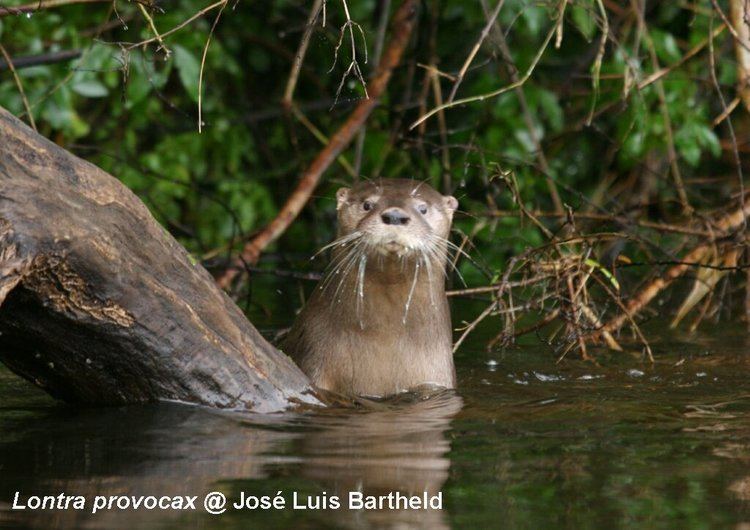 Southern river otter IUCN OSG Lontra provocax