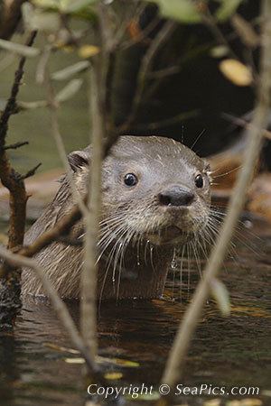Southern river otter seapicscomassetspictures103388450southernri