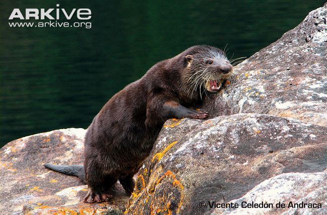 Southern river otter Southern river otter videos photos and facts Lontra provocax ARKive