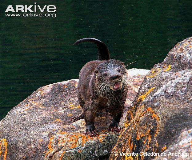 Southern river otter Southern river otter photo Lontra provocax G132018 ARKive