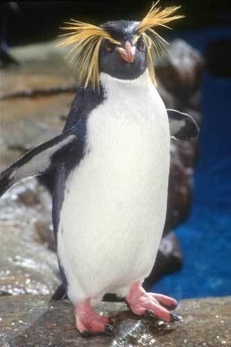 Southern rockhopper penguin Southern Rockhopper Penguin Saint Louis Zoo