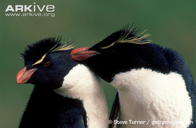 Southern rockhopper penguin Southern rockhopper penguin videos photos and facts Eudyptes