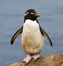 Southern rockhopper penguin httpsuploadwikimediaorgwikipediacommonsthu