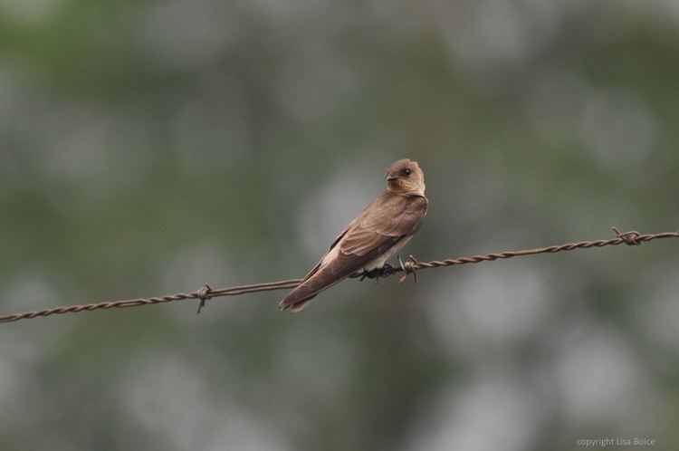 Southern rough-winged swallow Southern Roughwinged Swallow The Accidental Birder