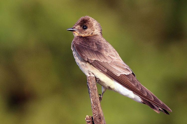 Southern rough-winged swallow Southern roughwinged swallow Wikipedia