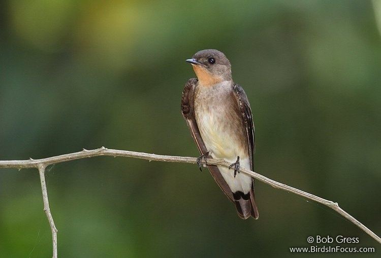 Southern rough-winged swallow wwwbirdsinfocuscomgalleriesbobgressSouthern