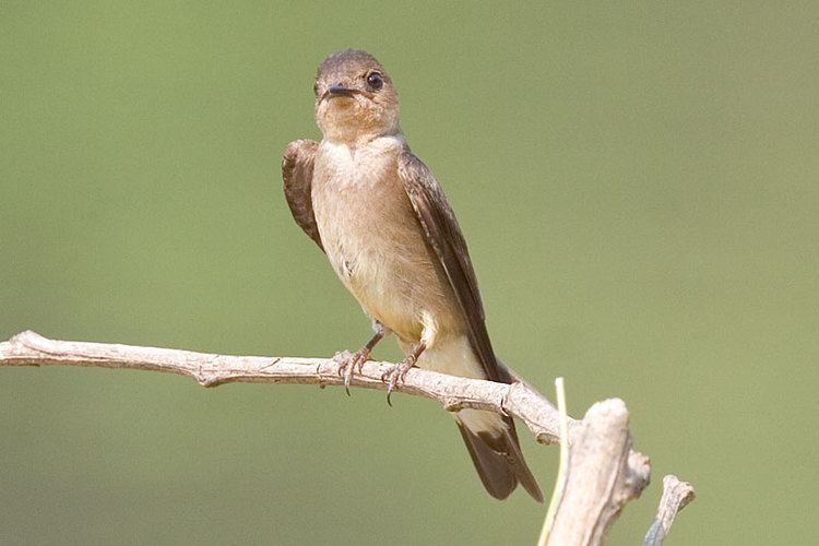 Southern rough-winged swallow Southern Roughwinged Swallow Stelgidopteryx ruficollis