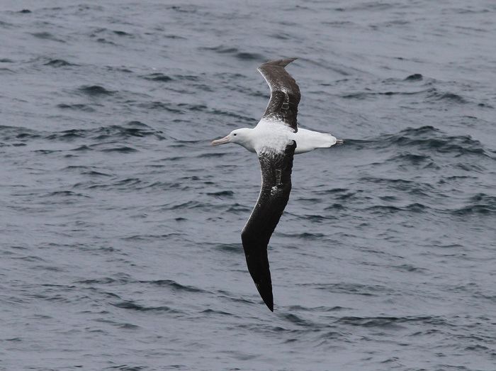 Southern royal albatross Southern Royal Albatross in the South Atlantic Three Amigos Birding