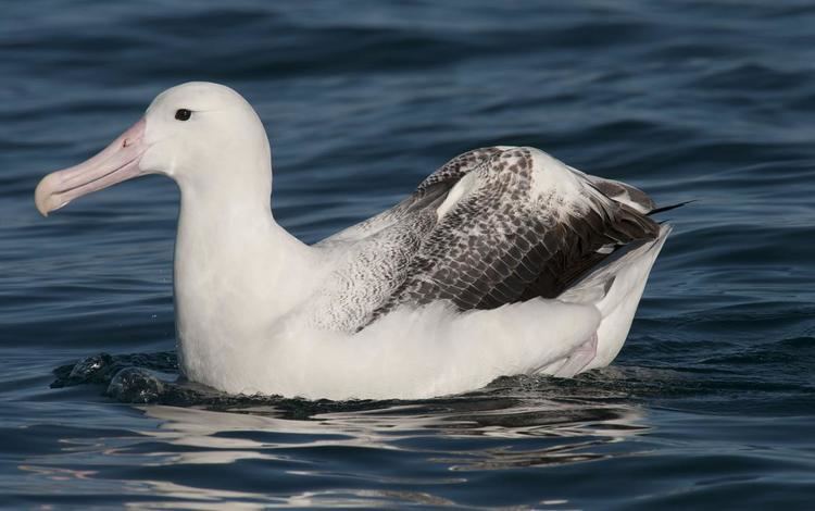 Southern royal albatross Southern royal albatross New Zealand Birds Online