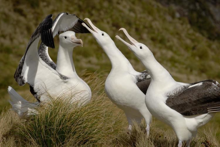 Southern royal albatross nzbirdsonlineorgnzsitesallfiles1200126Southe