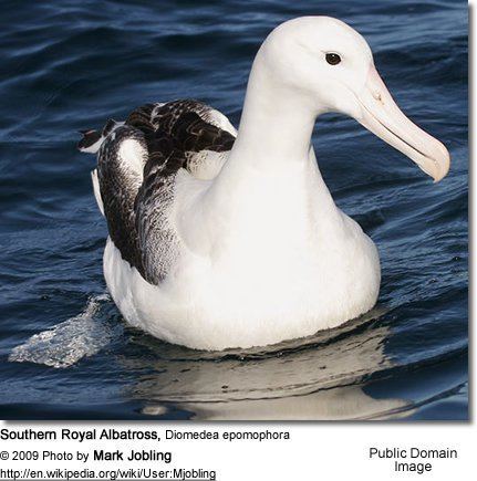 Southern royal albatross Southern Royal Albatrosses Diomedea epomophora