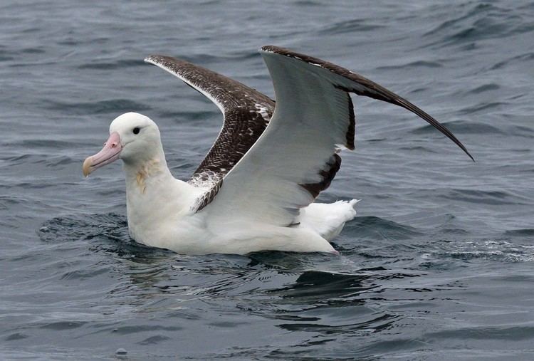 Southern royal albatross Southern royal albatross New Zealand Birds Online