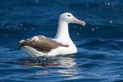Southern royal albatross Southern royal albatross Wikipedia