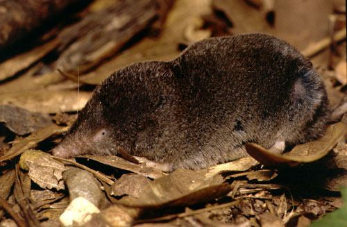 Southern short-tailed shrew Southern Shorttailed Shrew Southern Shorttailed Shrew B Flickr