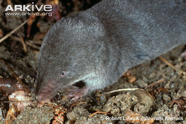 Southern short-tailed shrew Southern shorttailed shrew videos photos and facts Blarina