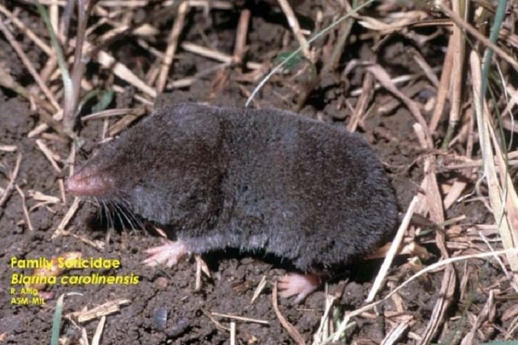 Southern short-tailed shrew Tennessee Watchable Wildlife Southern Shorttailed Shrew