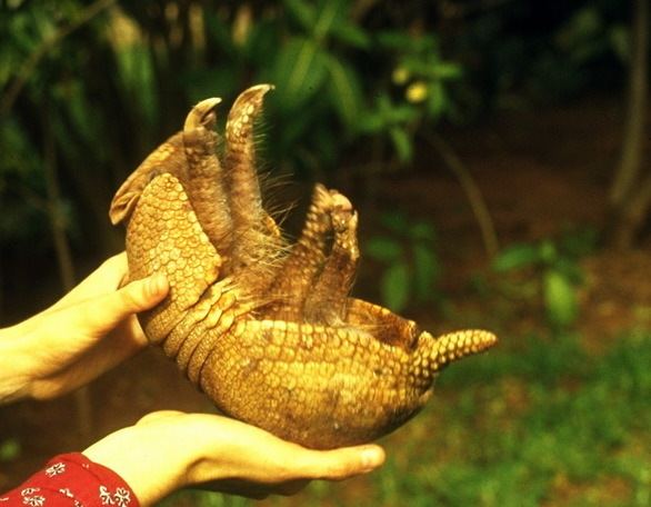Southern three-banded armadillo Genus Tolypeutes