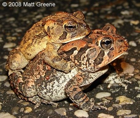 Southern toad Southern Toad Outdoor Alabama