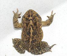 Southern toad httpsuploadwikimediaorgwikipediacommonsthu