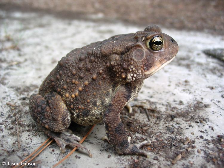 Southern toad Southern Toad