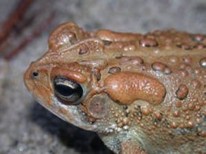 Southern toad Species Profile Southern Toad Bufo Anaxyrus terrestris SREL