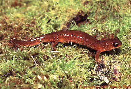 Southern torrent salamander Southern Torrent Salamander