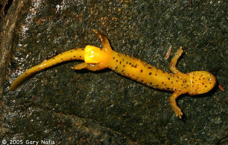 Southern torrent salamander Southern Torrent Salamander Rhyacotriton variegatus