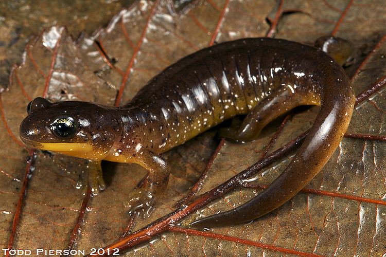 Southern torrent salamander Rhyacotriton variegatus Flickr